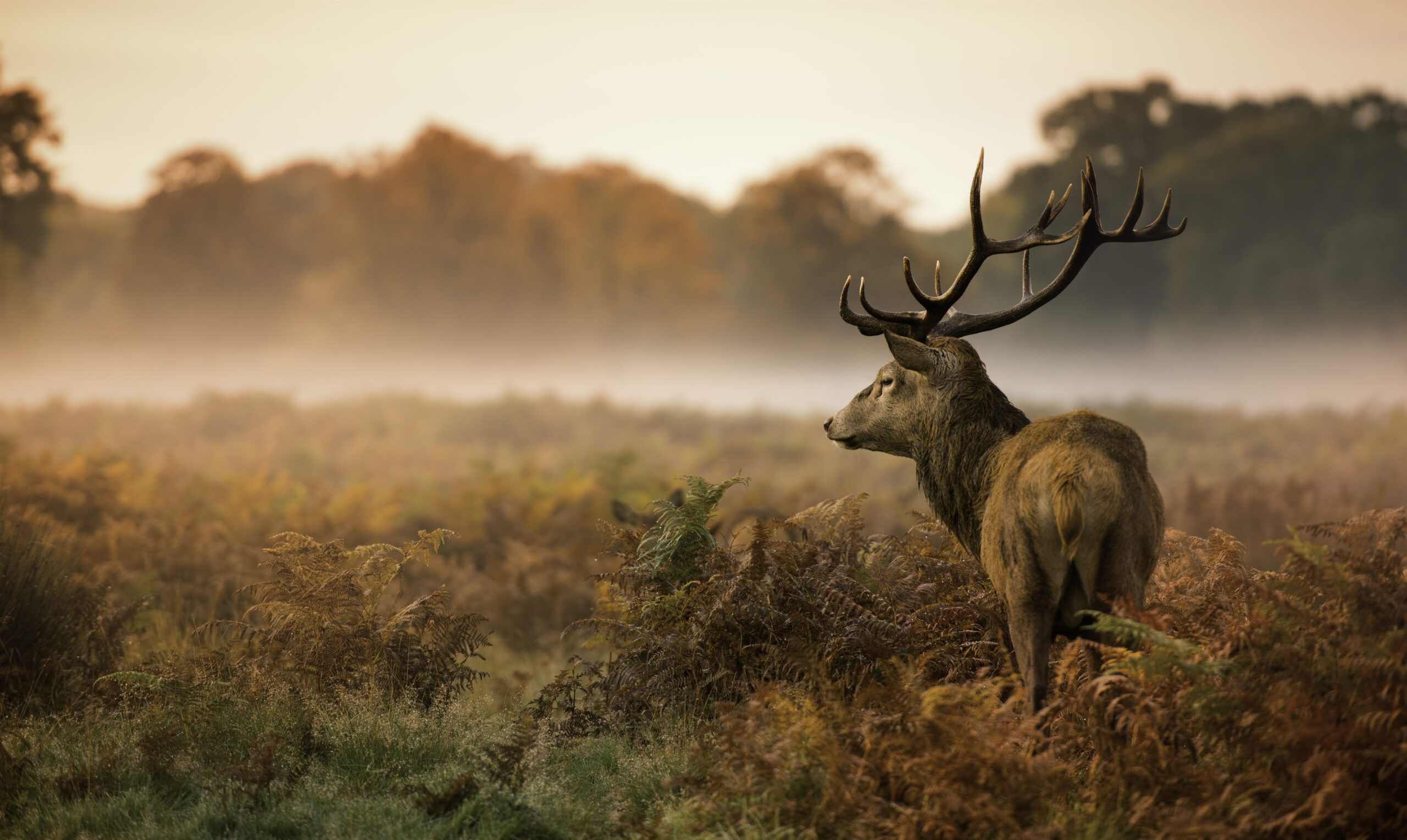 Afbeelding van arrangementen